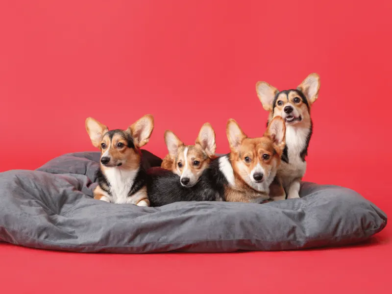 Funda Sourcing beds & soft goods product sourcing image with pet beds, blankets, carriers, apparel, and textile accessories