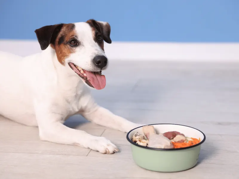 Funda Sourcing feeding products product sourcing image with bowls, feeders, mats, treat containers, and travel feeding items